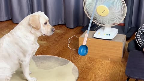 狗子吃饭太快容易噎着，看我小妙招The dog eats too fast and easily chokes, look at my little trick