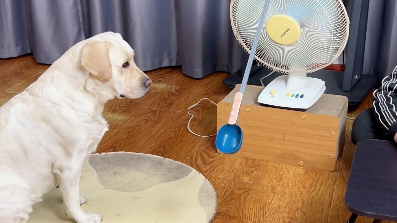 狗子吃饭太快容易噎着,看我小妙招The dog eats too fast and easily chokes, look at my little trick