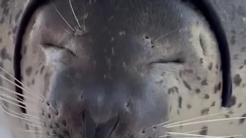 Seal core 🦭