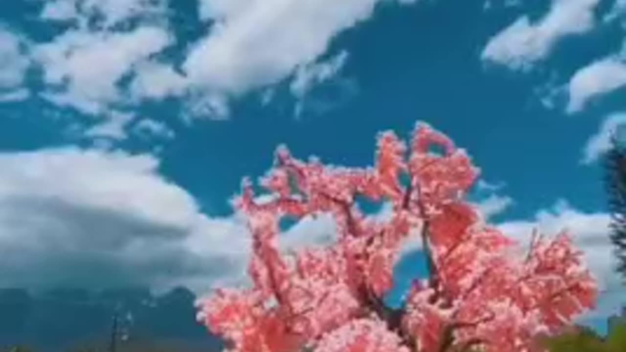 Rain brings flowers