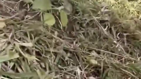 💥🛠️ Myanmar War | Madaya Township PDO Fighter's Grenade Launcher Malfunction | RCF
