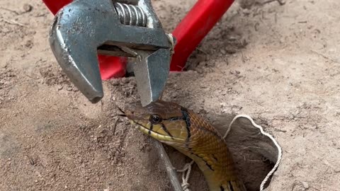 DIY Snake Trap using New scissors - Videos blog Reels |9