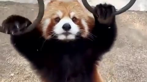 🤣🐾 Gym-Nastiest Little Furball Will Crack You Up! | FunFM