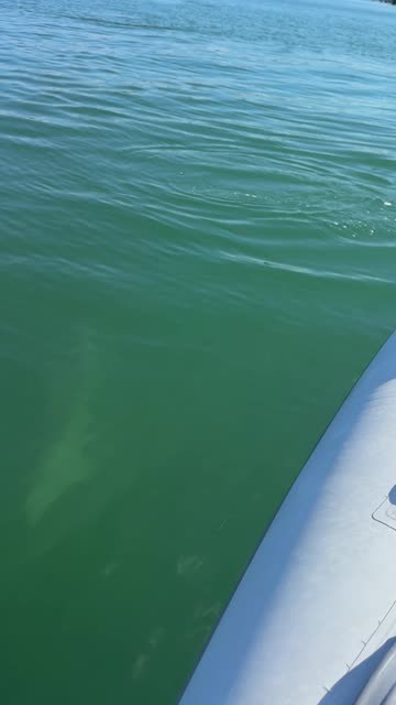 More Dogs and Dolphins in Miami