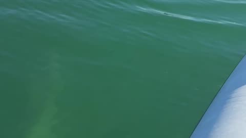 More Dogs and Dolphins in Miami