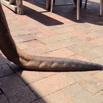 Kangaroo diaries only in Australia 🇦🇺 Matt having a good time