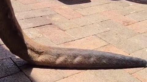 Kangaroo diaries only in Australia 🇦🇺 Matt having a good time