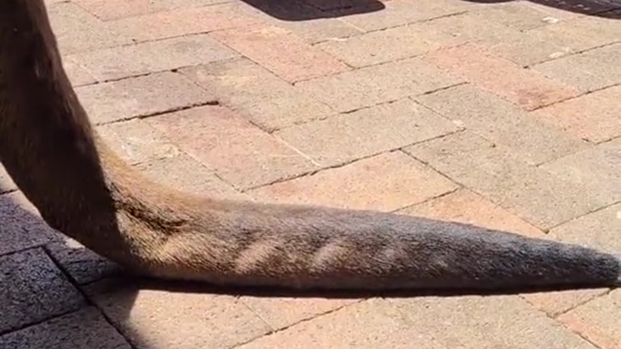 Kangaroo diaries only in Australia 🇦🇺 Matt having a good time