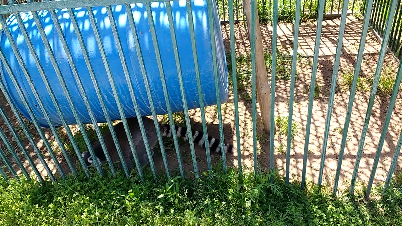 Ring tailed lemurs again