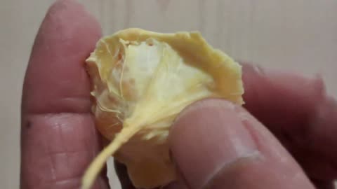 The Ugly Bellybutton of the ORGANIC Navel Orange