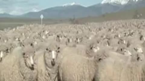 sheep