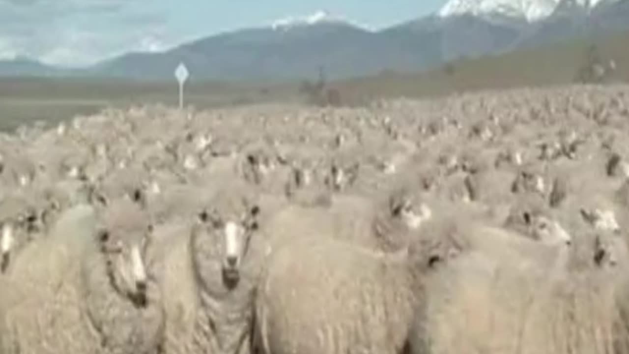 sheep