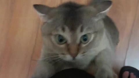 The cat is scratching with great energy.