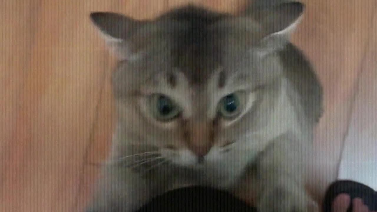 The cat is scratching with great energy.