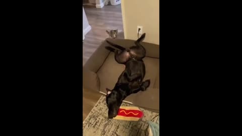 Funny animal videos 2024 - Funny cats/dogs - Funny animals -Part2/Haypyy Pett