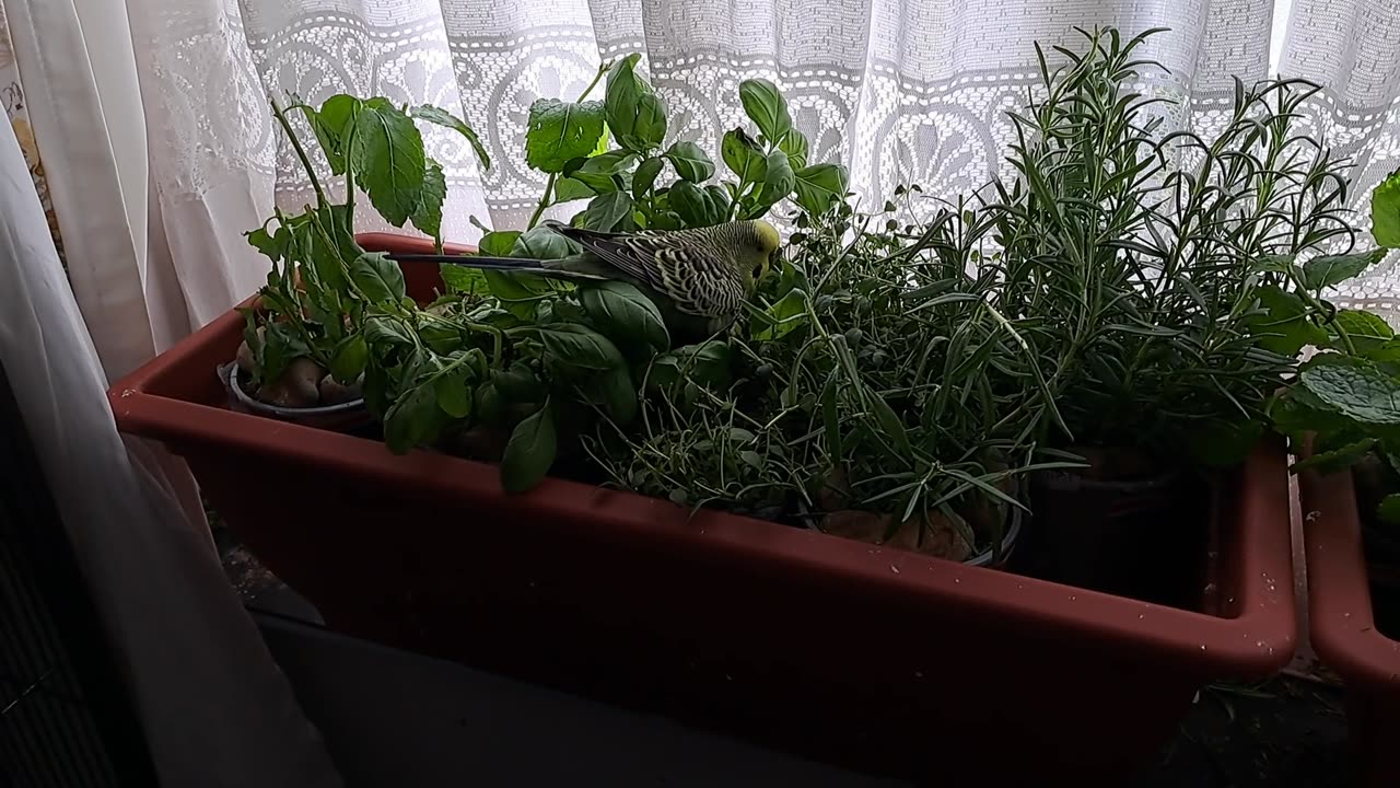 Perry Rhodan is Self-Conscious