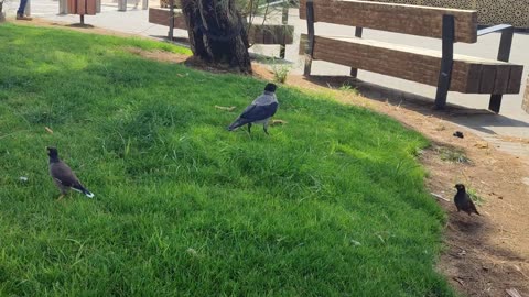 Crow VS 2 Myna 🐦‍⬛🐦