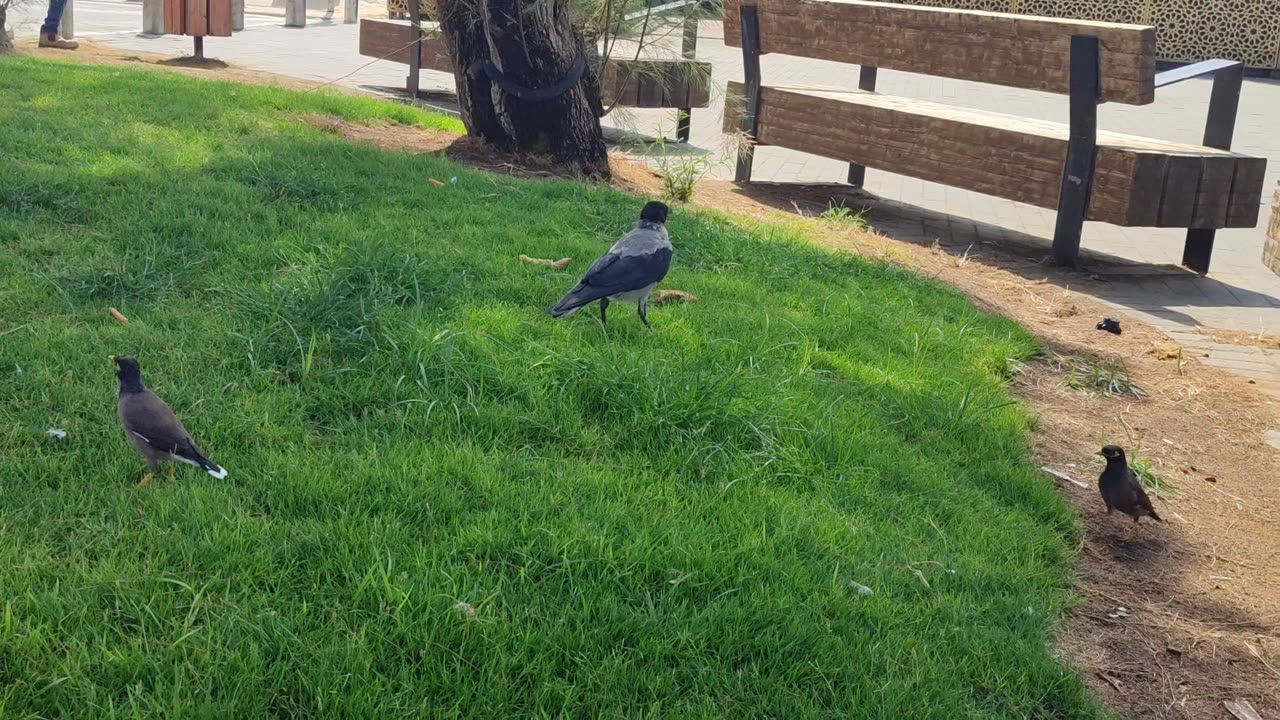 Crow VS 2 Myna 🐦‍⬛🐦