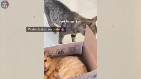 Funny Cats & Dogs Videos