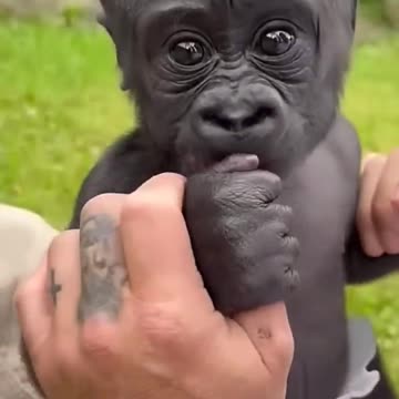 Majestic Growth of Wild Animals #funny #cute #animals