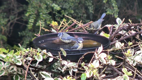 Blue Tits in the Bird Bath | UK Garden Birds