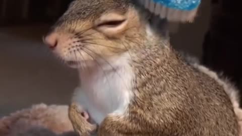 Funny pets