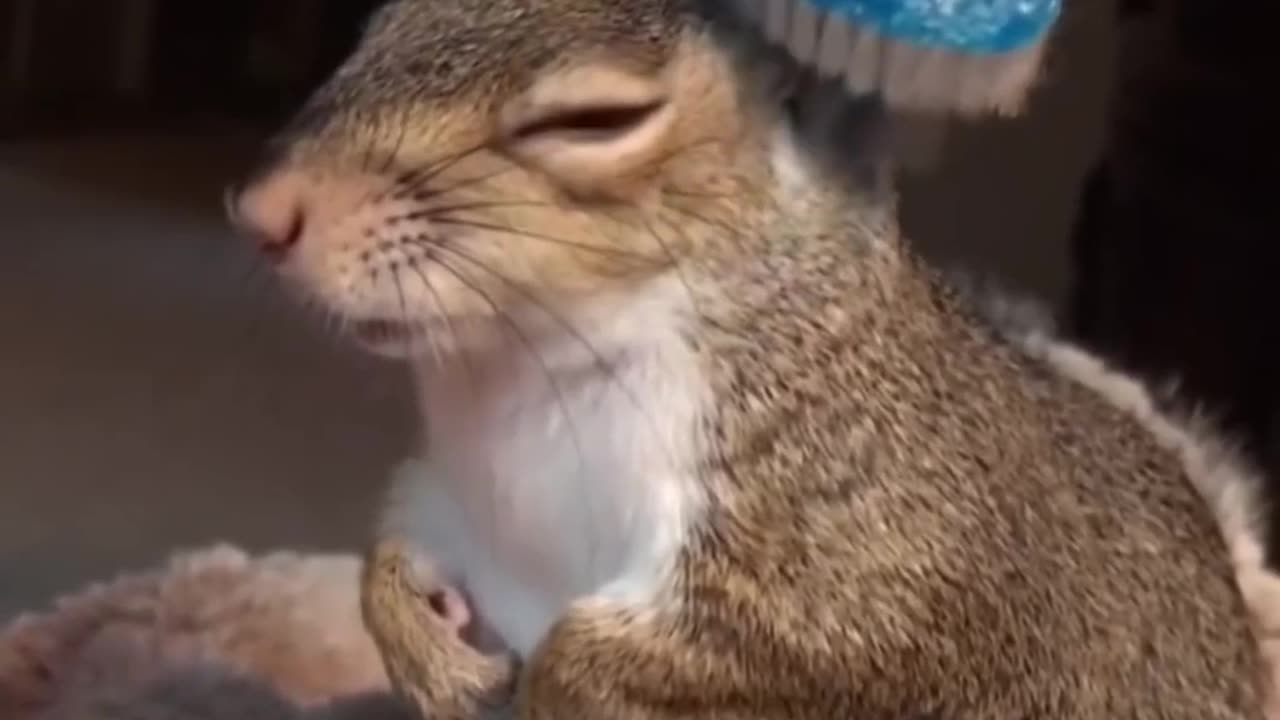 Funny pets