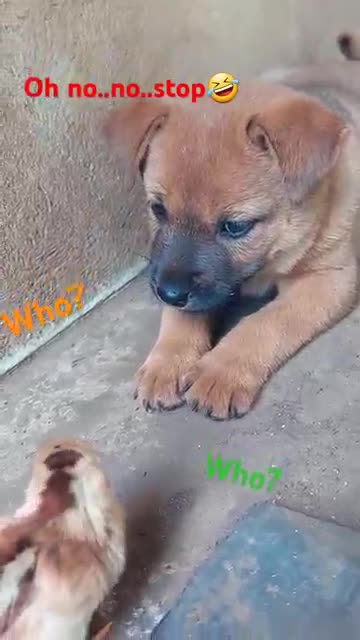 Puppy Playtime Fun: Adorable Pups Meet🐶💖 and Greet!