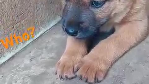 Puppy Playtime Fun: Adorable Pups Meet🐶💖 and Greet!