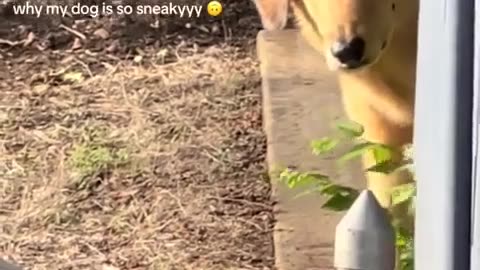😱😂 You Won't Believe Who Tried to Sneak Up on Us! | FunFM