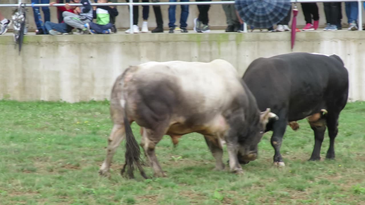 Peran od Farme Fis vs Peran od Opačina Kutanja 2025