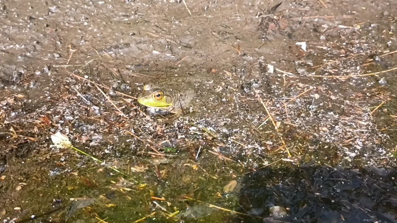 Bullfrog