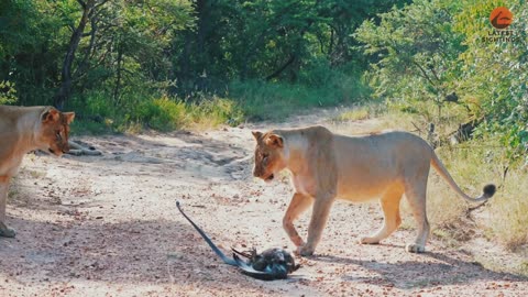 Epic Battle Between Lions, Black mamba and Eagle