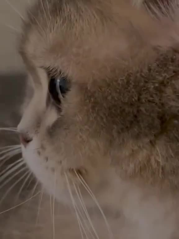 Epic Cute Cat Compilation🥰😂