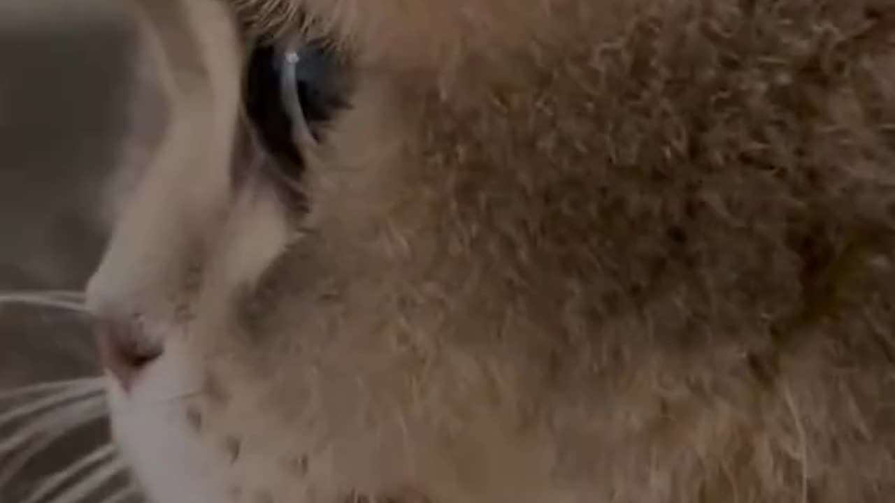 Epic Cute Cat Compilation🥰😂