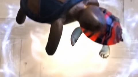 Wood + Glass Turtle | SnapMorph Transformation