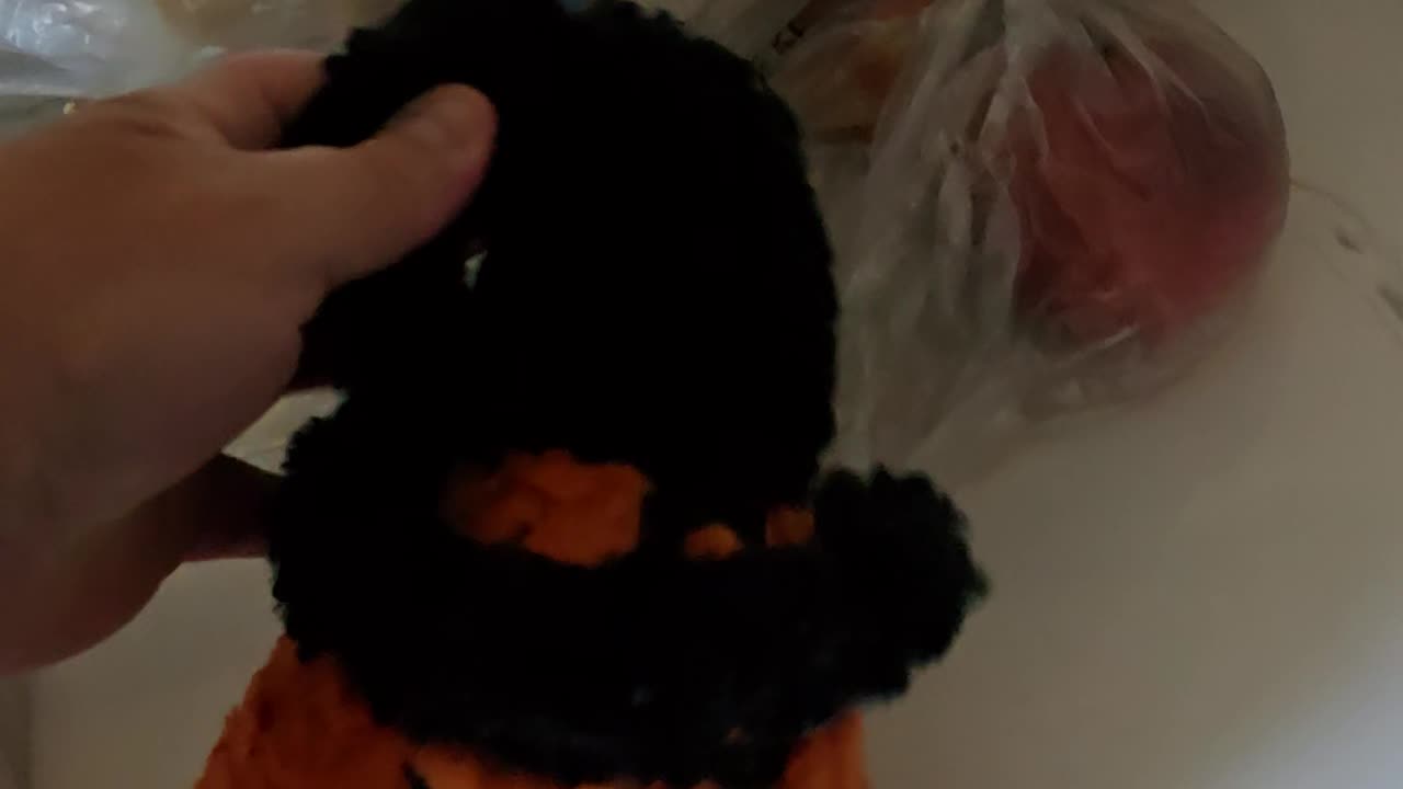 ANOTHER NEW HALLOWEEN TOY FOR BERKELEY!