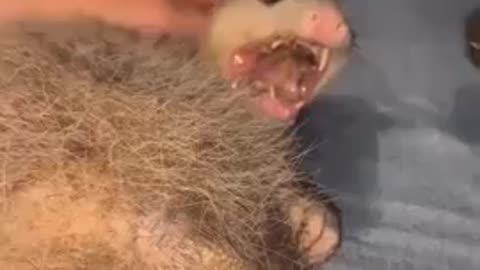 Wife_ Nick, put him down now! Nick to Wife_ His name is Ralph.. He's free to leave.. LMAO!