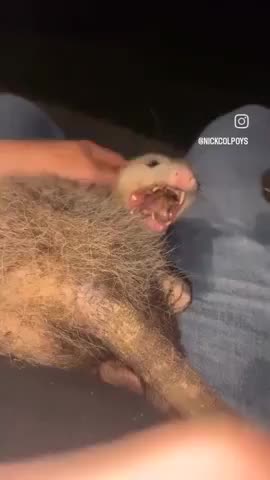 Wife_ Nick, put him down now! Nick to Wife_ His name is Ralph.. He's free to leave.. LMAO!