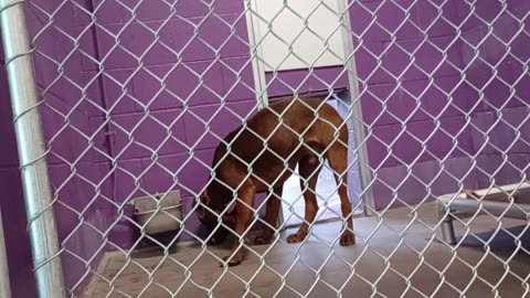 Gustavo 1y Pet Id 946475 kennel 10 HSSAZ shelter ~wary807