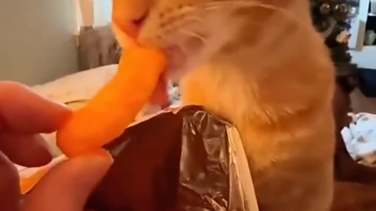 Funny cats
