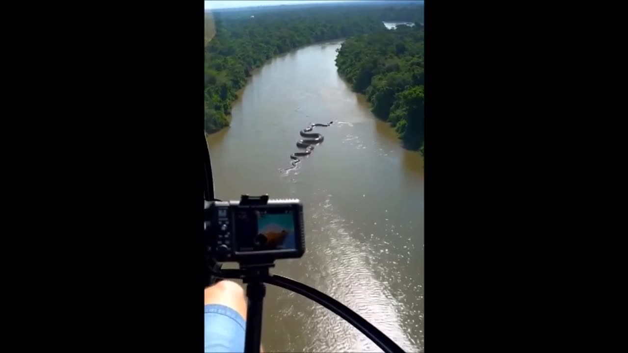 Ceci aurait été capturé récemment dans la forêt amazonienne