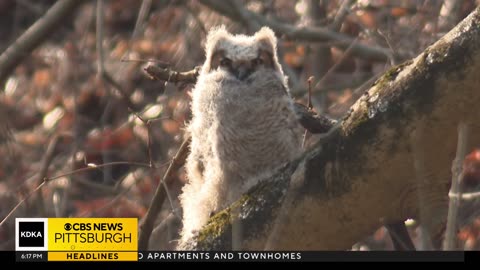 Young great horned owl reunited with family in Schenley Park after falling 100 feet from nest