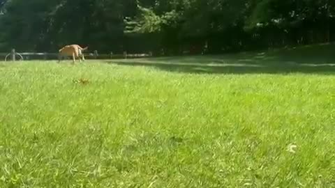 Fence Can’t Stop Wally