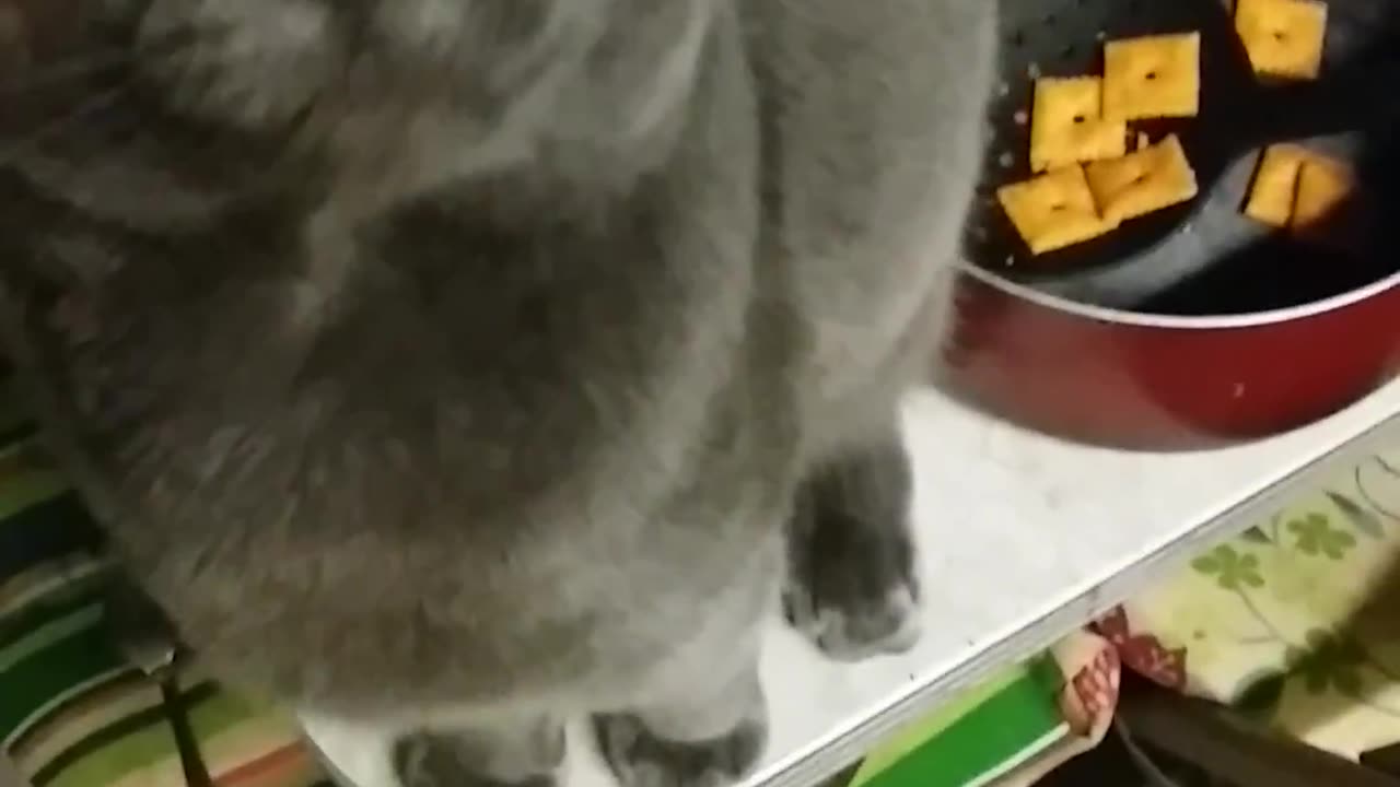 Feeding my well behaved animals treats re upload December 12,2015