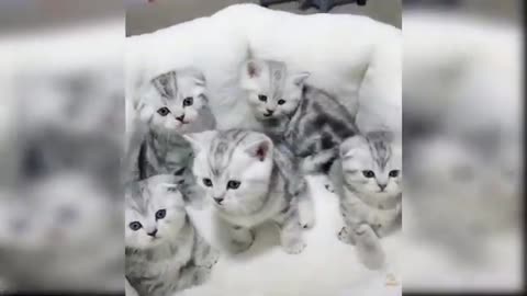 Cute Cats