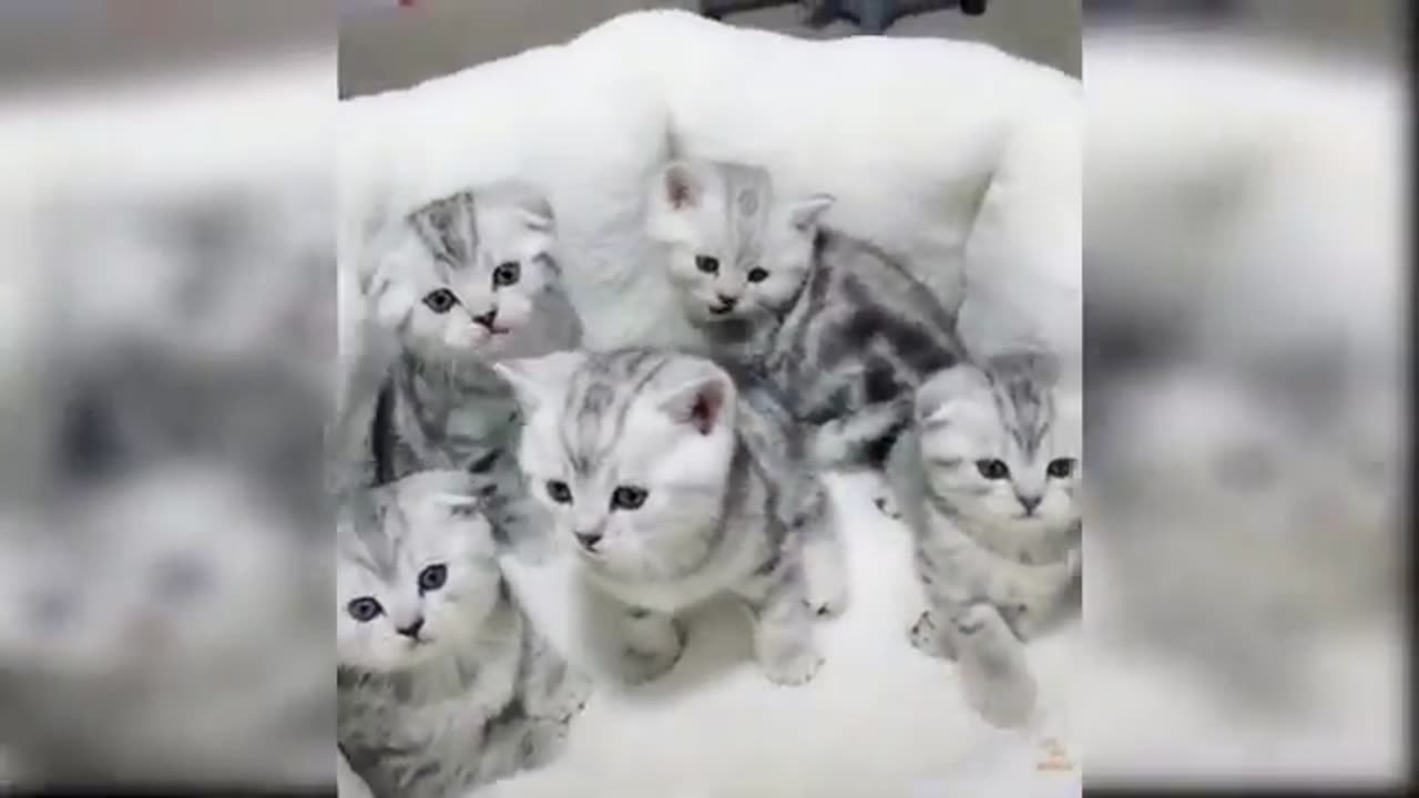 Cute Cats