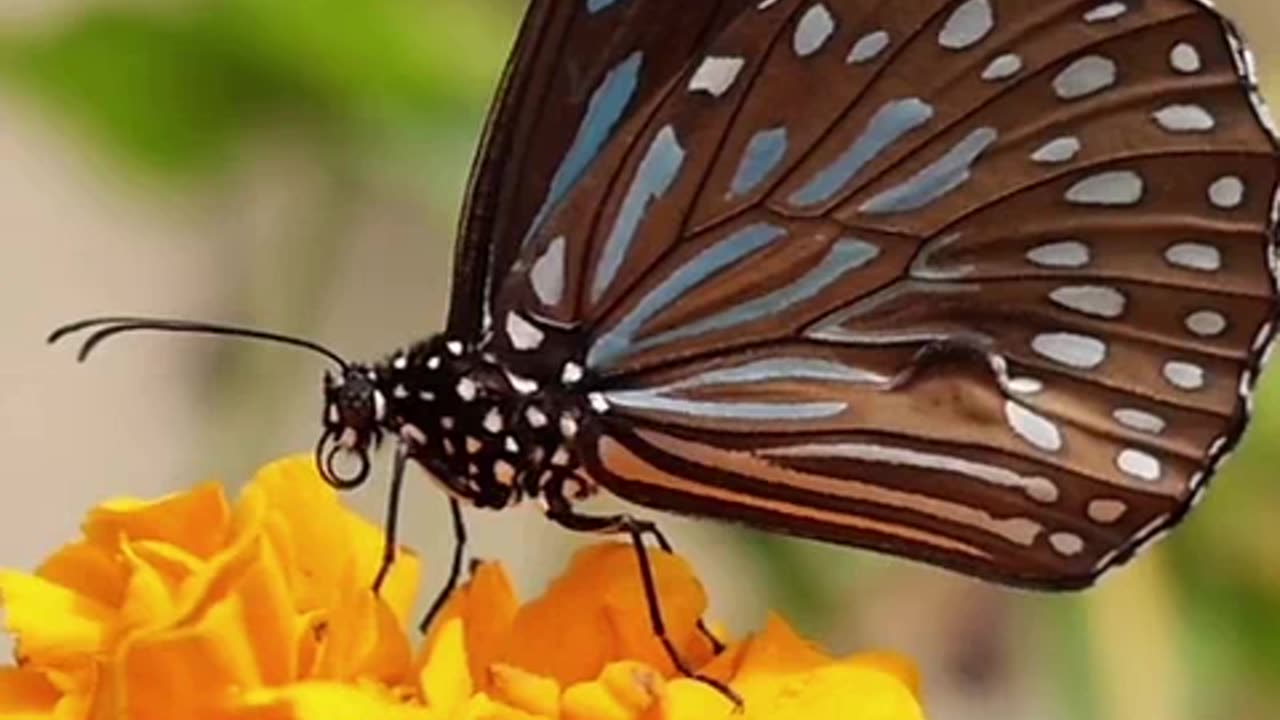 os animais da natureza.mp4