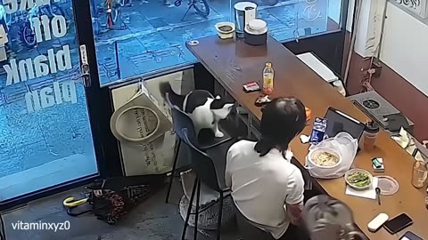 Default cat behavior Funny Cats Videos 2025