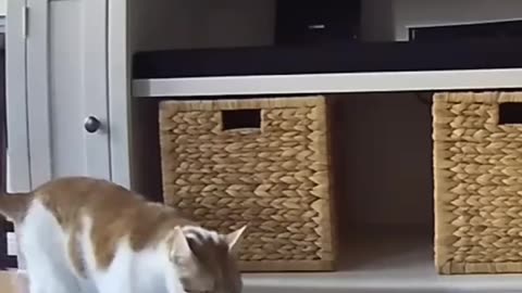 Smart cats, listen to this one!